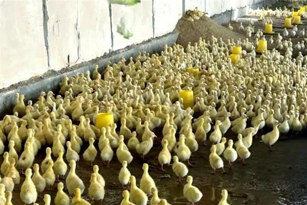 提供法式鹅肝的鹅怎么养，雏鹅每天饲喂6-8次左右