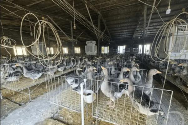 提供法式鹅肝的鹅怎么养，雏鹅每天饲喂6-8次左右