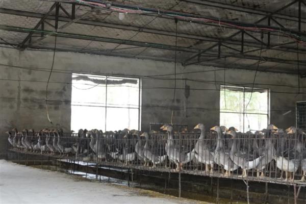 提供法式鹅肝的鹅怎么养，雏鹅每天饲喂6-8次左右