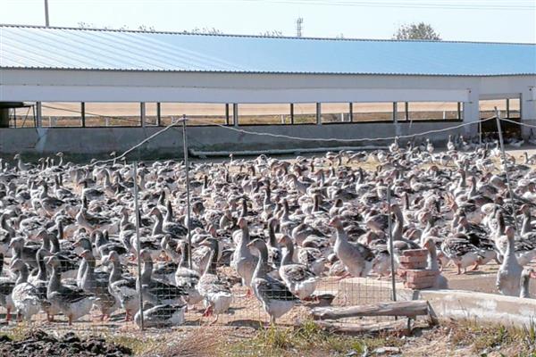 提供法式鹅肝的鹅怎么养，雏鹅每天饲喂6-8次左右