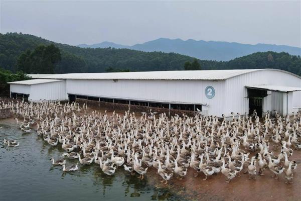 提供法式鹅肝的鹅怎么养，雏鹅每天饲喂6-8次左右