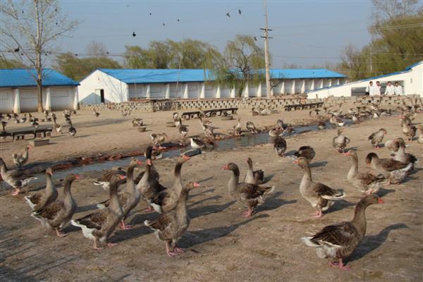 提供法式鹅肝的鹅怎么养，雏鹅每天饲喂6-8次左右