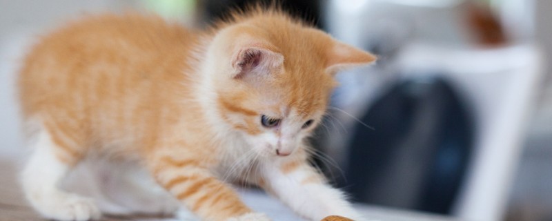 猫不能吃哪些水果，葡萄、柿子等水果不能饲喂