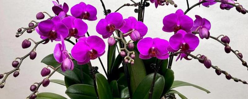 蝴蝶兰叶子有粘液的原因，可能是染上了黑腐病