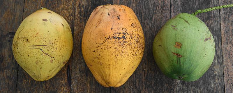 椰子怎么开，可以拿刀背在椰子的硬壳上敲几下