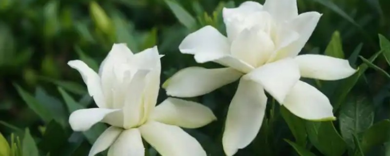 栀子花的养殖方法，生长过程中可适量的进行修剪