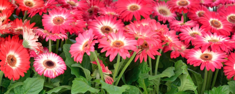 非洲菊的品种，分为窄瓣型和宽瓣型等