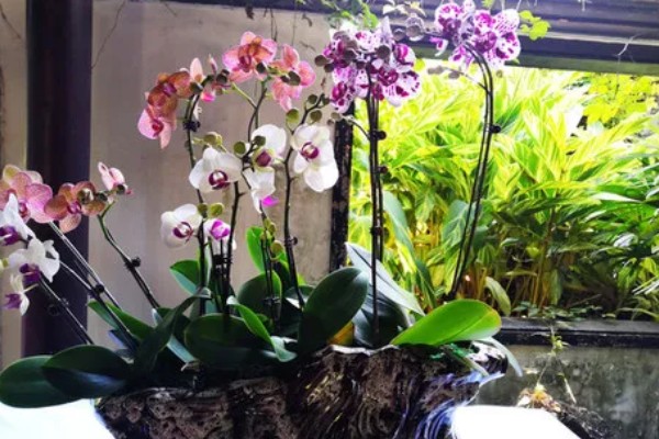 蝴蝶兰叶子有粘液的原因,可能是染上了黑腐病