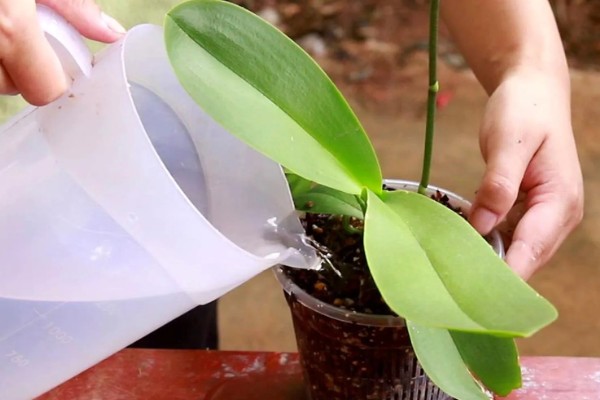 蝴蝶兰叶子有粘液的原因,可能是染上了黑腐病
