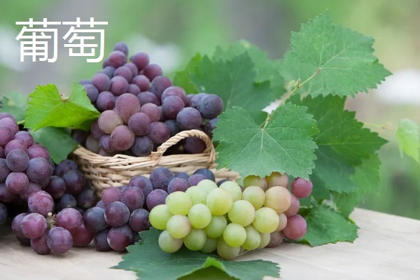 猫不能吃哪些水果，葡萄、柿子等水果不能饲喂