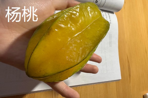 猫不能吃哪些水果，葡萄、柿子等水果不能饲喂