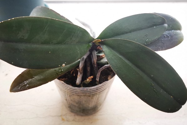 蝴蝶兰叶子有粘液的原因,可能是染上了黑腐病