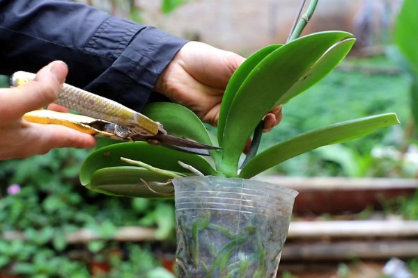 蝴蝶兰叶子有粘液的原因,可能是染上了黑腐病