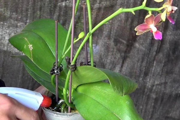 蝴蝶兰叶子有粘液的原因,可能是染上了黑腐病