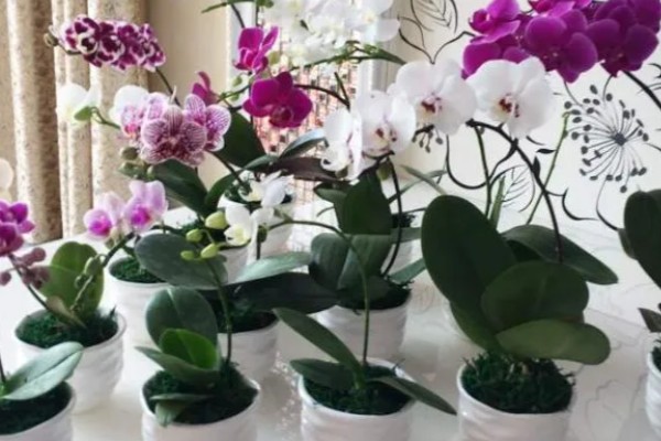 蝴蝶兰叶子有粘液的原因,可能是染上了黑腐病