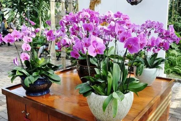 蝴蝶兰叶子有粘液的原因,可能是染上了黑腐病