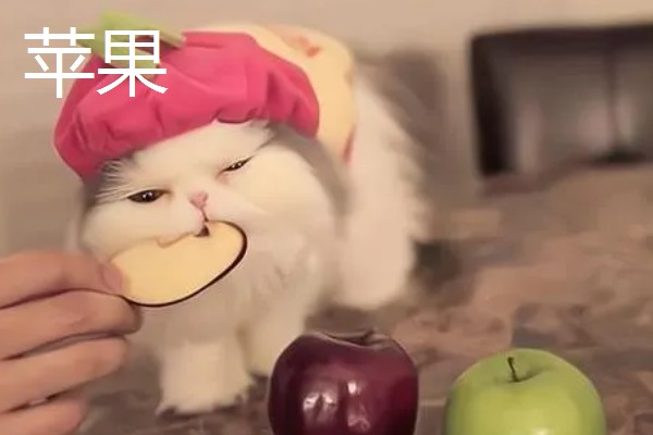 猫不能吃哪些水果，葡萄、柿子等水果不能饲喂