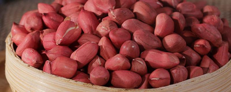 四粒红花生的生长期，一般在100-115天左右