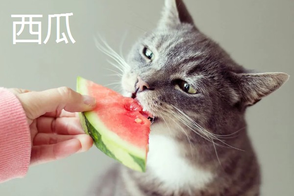 猫不能吃哪些水果，葡萄、柿子等水果不能饲喂