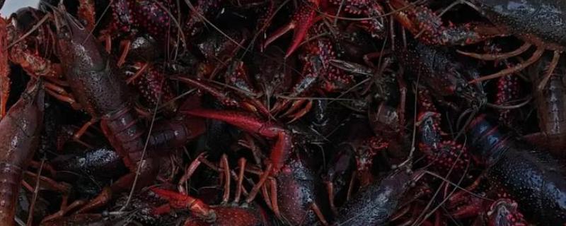 野生龙虾喜欢吃什么饵，喜欢吃蚯蚓、田螺等