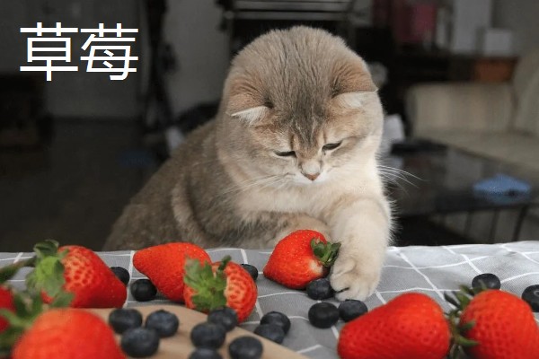 猫不能吃哪些水果，葡萄、柿子等水果不能饲喂