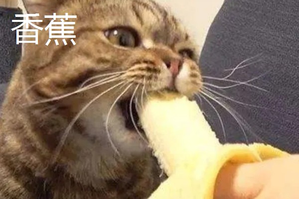 猫不能吃哪些水果，葡萄、柿子等水果不能饲喂