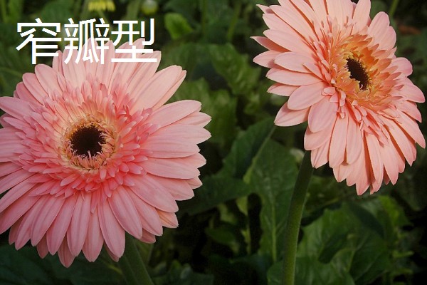 非洲菊的品种，分为窄瓣型和宽瓣型等