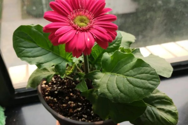 非洲菊的品种，分为窄瓣型和宽瓣型等