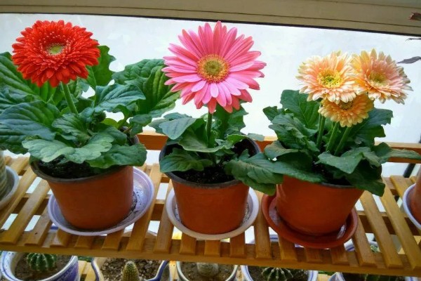 非洲菊的品种，分为窄瓣型和宽瓣型等