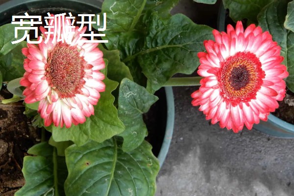 非洲菊的品种，分为窄瓣型和宽瓣型等