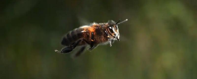 雄蜂的活动场所，在雄蜂圈中与蜂王交尾