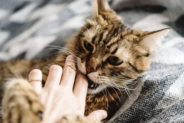 猫咬人吗，猫咪也是会咬人的
