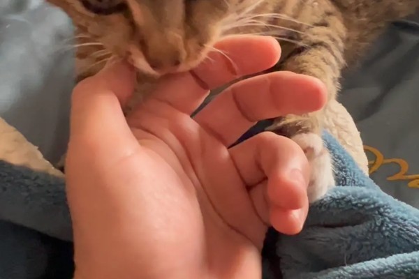 猫咬人吗，猫咪也是会咬人的