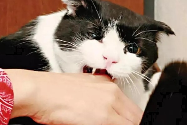 猫咬人吗，猫咪也是会咬人的