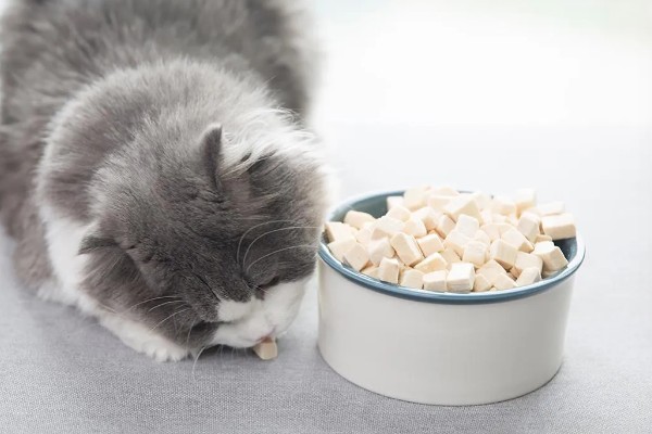 猫咬人吗，猫咪也是会咬人的