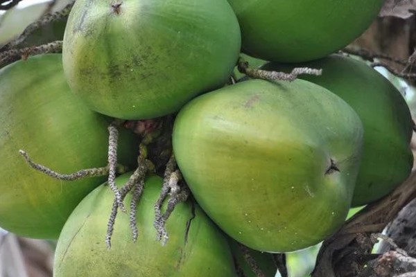 椰子怎么开，可以拿刀背在椰子的硬壳上敲几下