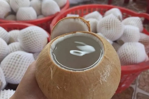 椰子怎么开，可以拿刀背在椰子的硬壳上敲几下