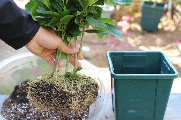 栀子花的养殖方法，生长过程中可适量的进行修剪