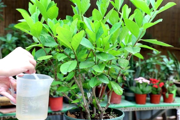 栀子花的养殖方法，生长过程中可适量的进行修剪