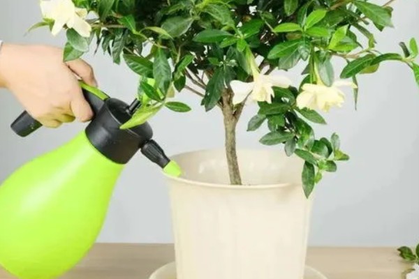 栀子花的养殖方法，生长过程中可适量的进行修剪