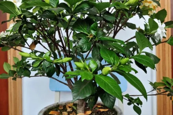 栀子花的养殖方法，生长过程中可适量的进行修剪