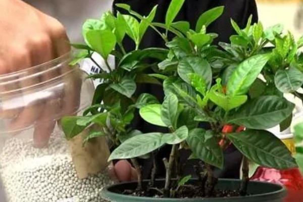 栀子花的养殖方法，生长过程中可适量的进行修剪