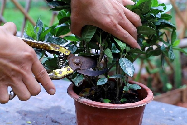 栀子花的养殖方法，生长过程中可适量的进行修剪