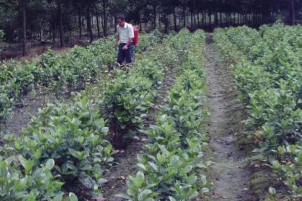 栀子花的养殖方法，生长过程中可适量的进行修剪