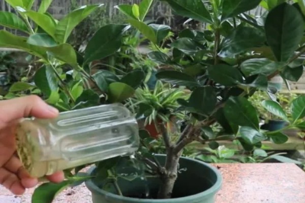 栀子花的养殖方法，生长过程中可适量的进行修剪