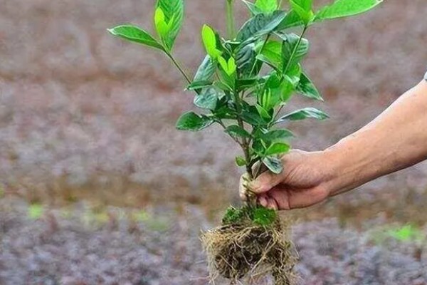 栀子花的养殖方法，生长过程中可适量的进行修剪