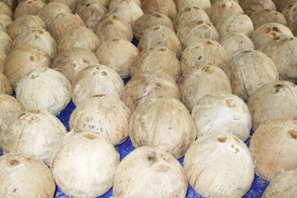 椰子怎么开，可以拿刀背在椰子的硬壳上敲几下