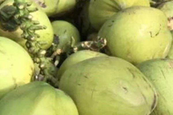 椰子怎么开，可以拿刀背在椰子的硬壳上敲几下