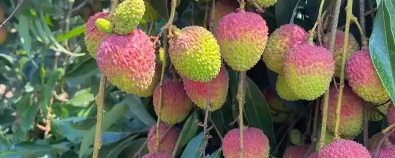 优质的荔枝品种，有妃子笑、鸡嘴荔等