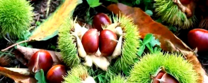 广东省东源县的特产，东源板栗属于栗中极品